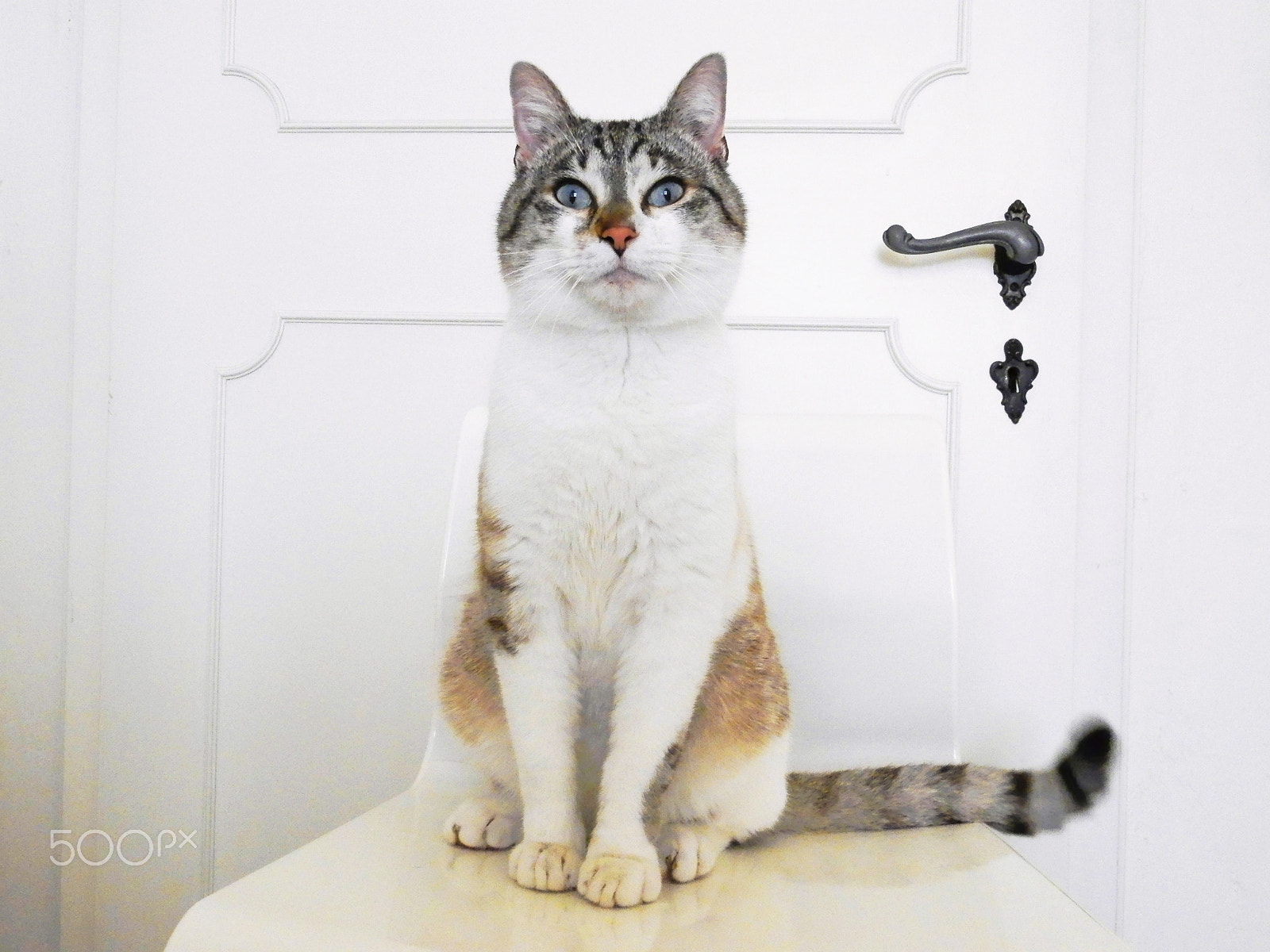 Olympus SP-620UZ sample photo. «adopt me.» photography