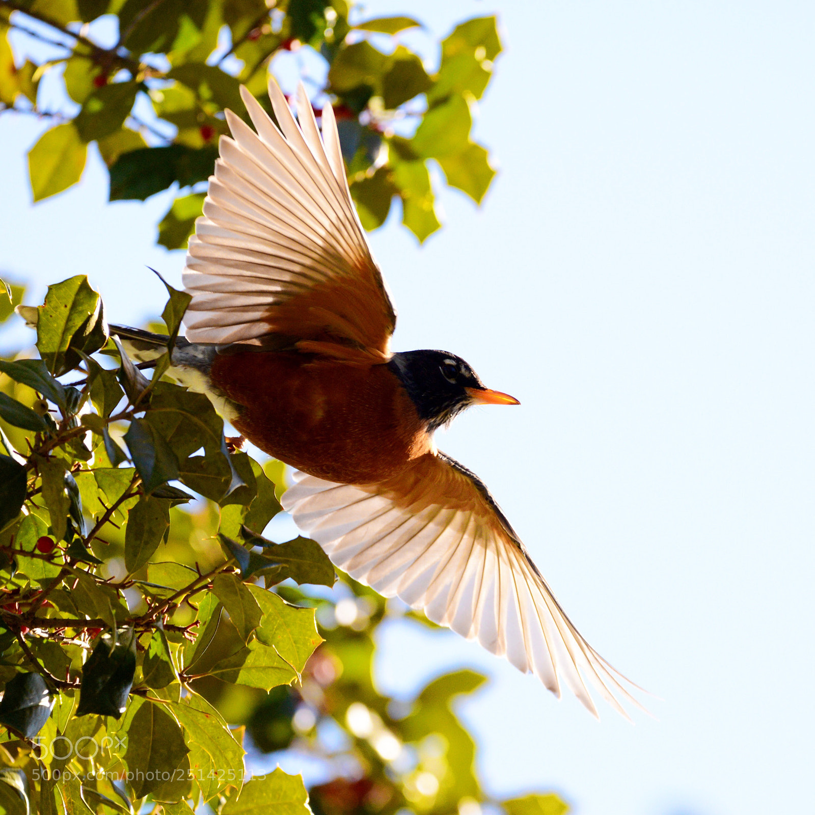 Nikon D600 sample photo. Untitled photography