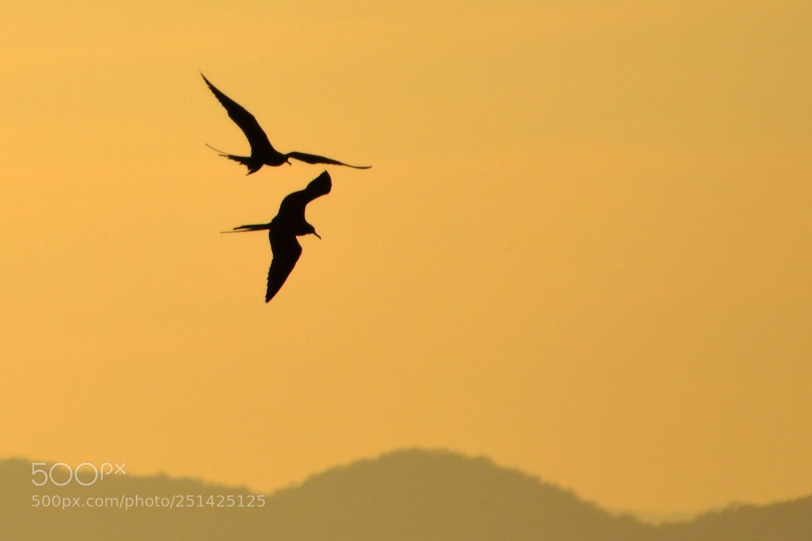 Nikon D7000 sample photo. Flying free photography