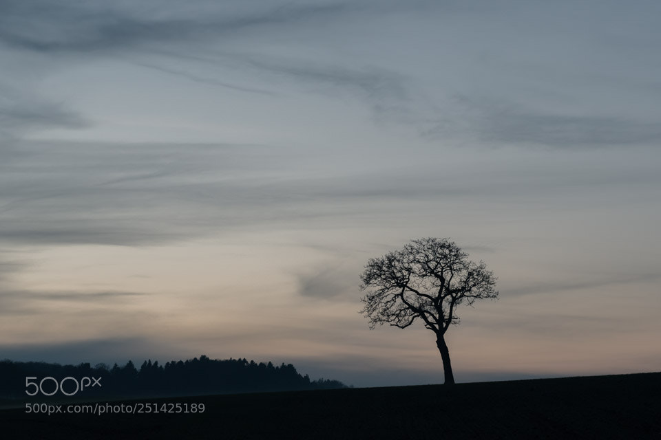 Nikon D5500 sample photo. Foret de vendlincourt photography