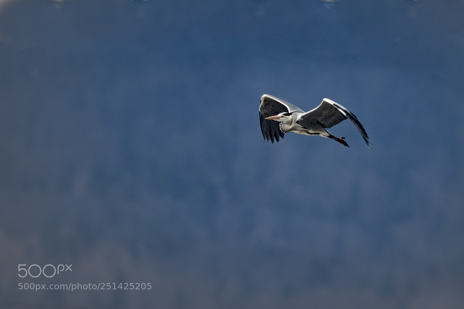 Olympus OM-D E-M1 Mark II sample photo. Flying heron photography