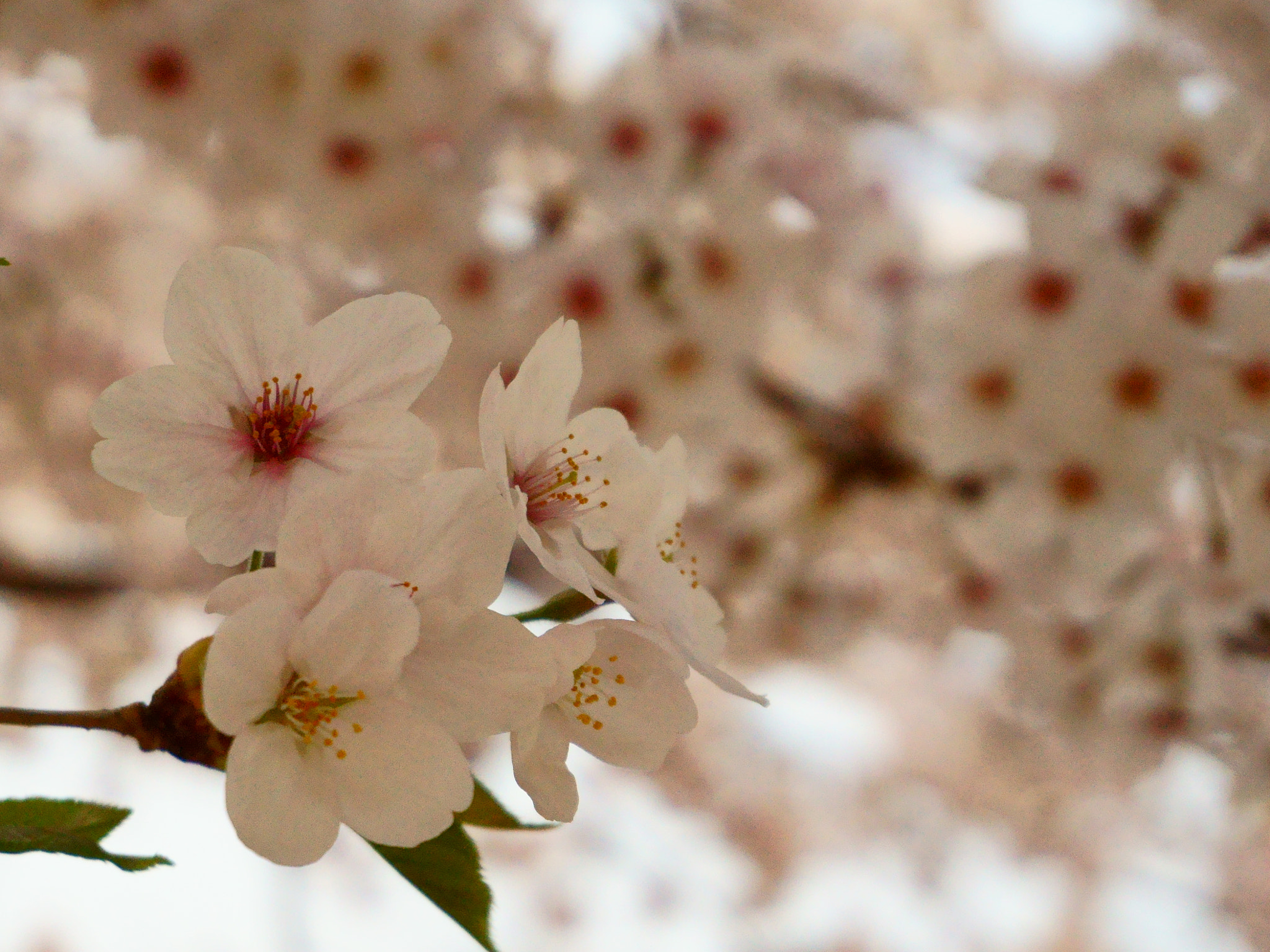 Sony Alpha QX1 sample photo. Cherry blossoms in 2018 photography