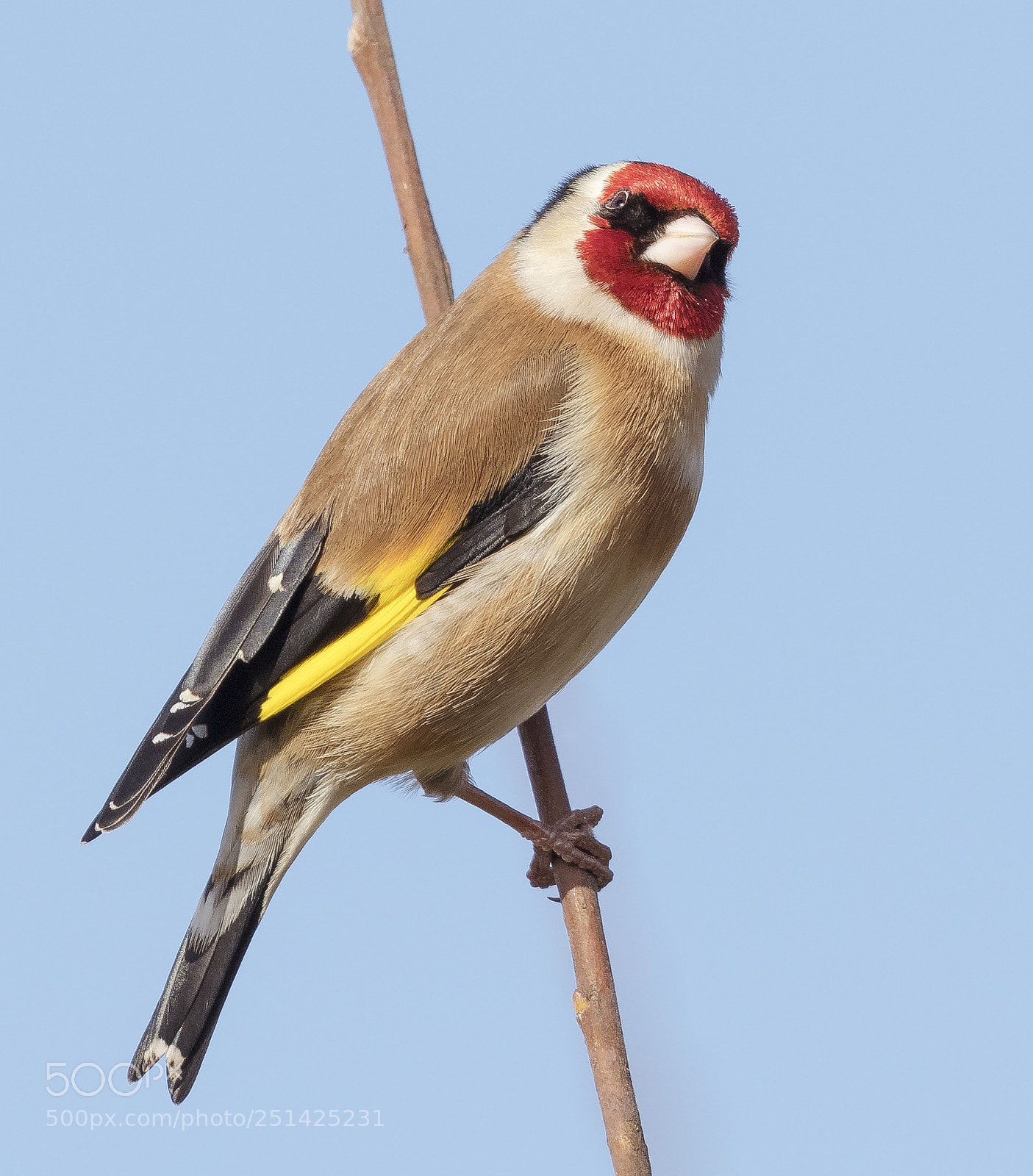 Canon EOS 7D Mark II sample photo. Goldfinch photography