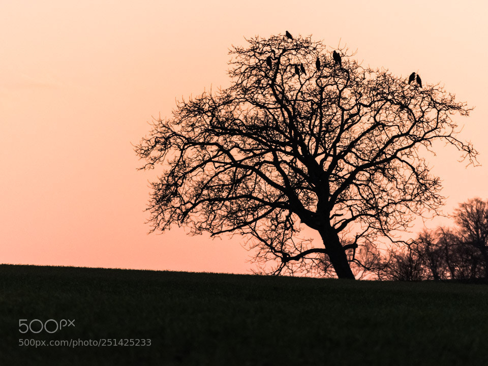 Nikon D5500 sample photo. Arbre aux buses photography