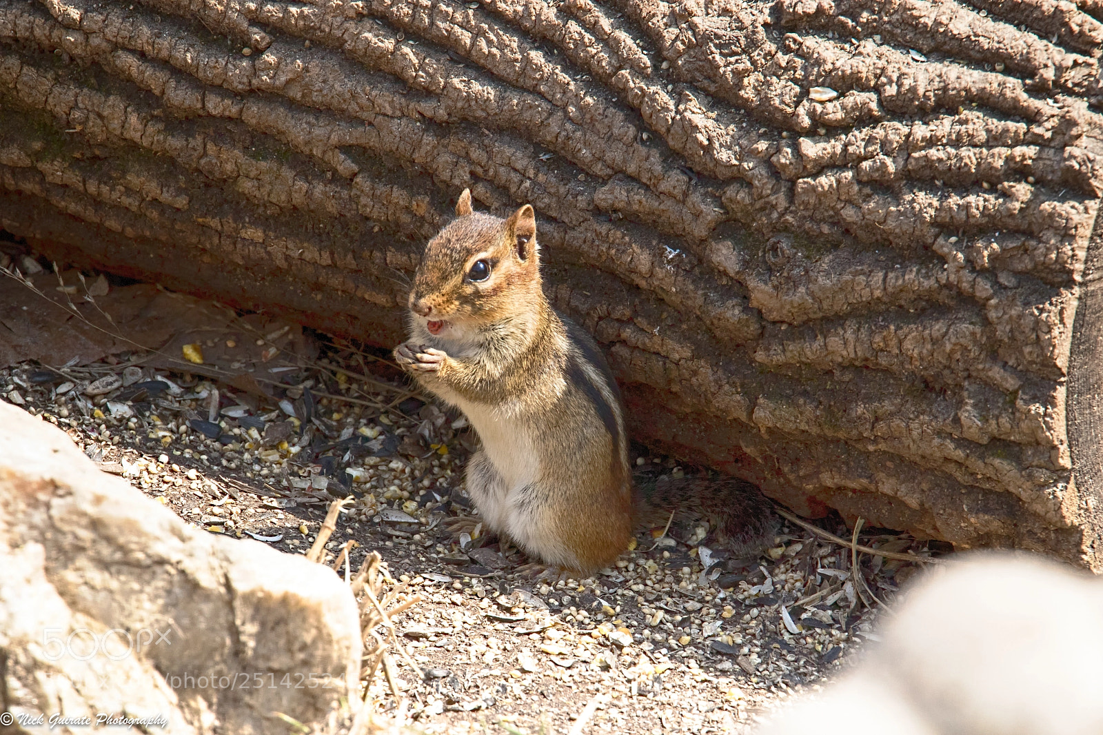 Canon EOS 7D Mark II sample photo. Chipmunk photography