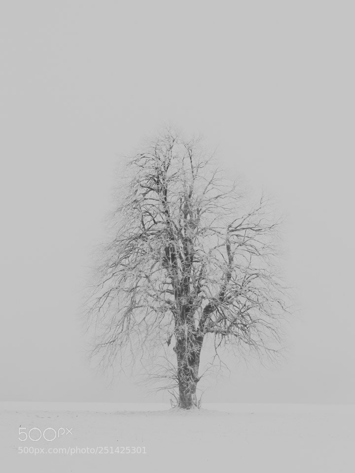 Nikon D5500 sample photo. Arbre dans le brouillard photography