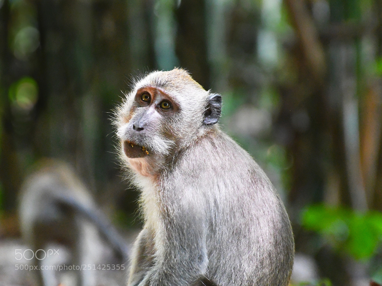 Nikon D7500 sample photo. Macaque photography