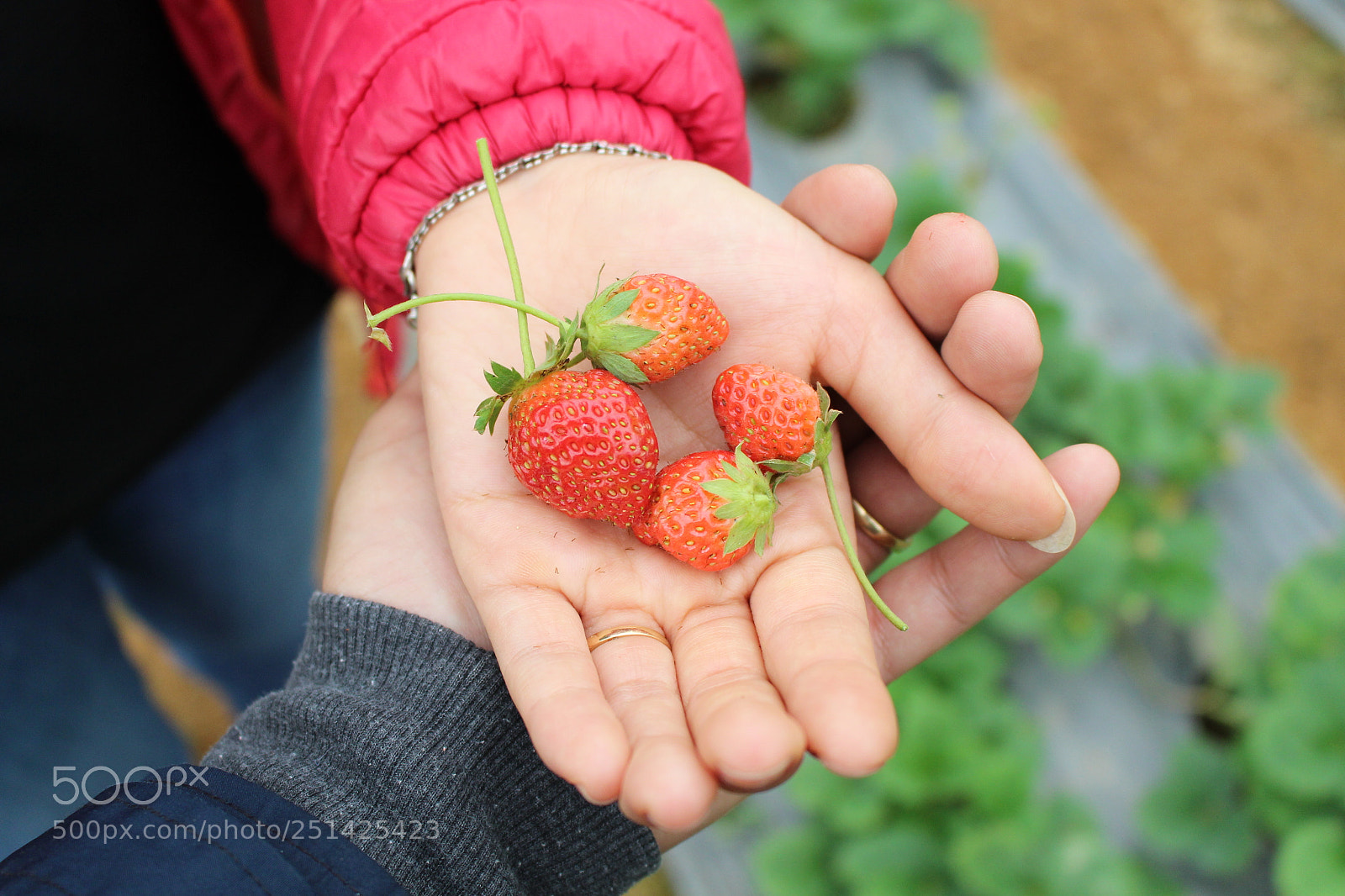 Canon EOS 700D (EOS Rebel T5i / EOS Kiss X7i) sample photo. Strawberry photography
