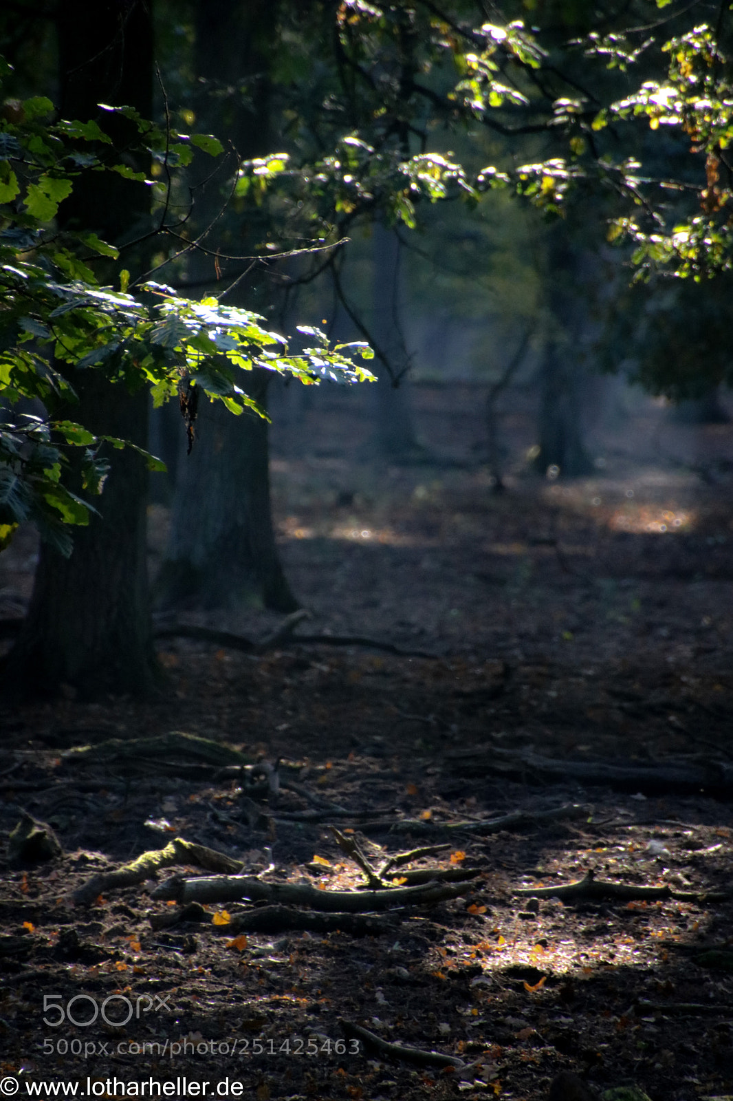 Canon EOS 750D (EOS Rebel T6i / EOS Kiss X8i) sample photo. Forest light photography
