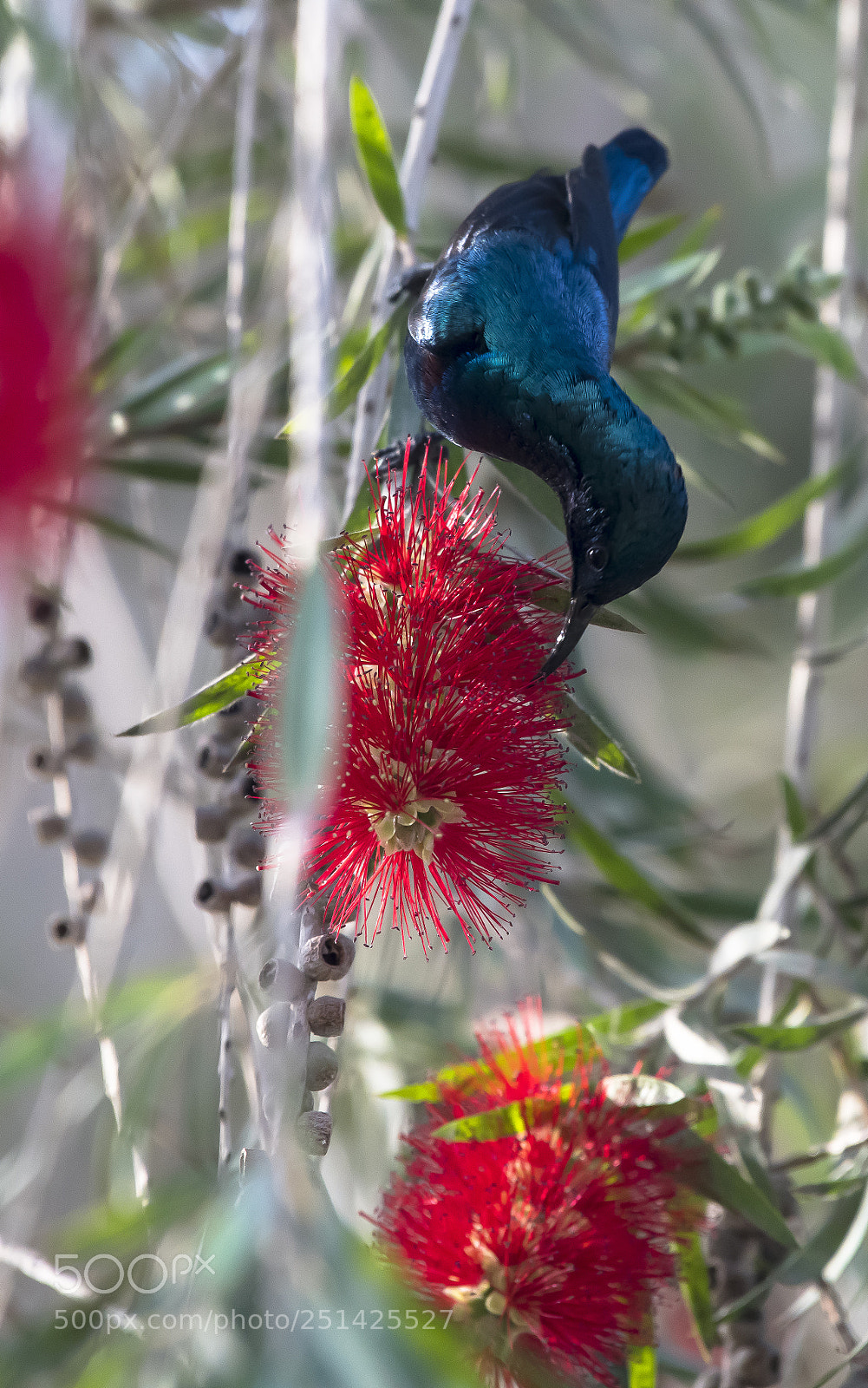 Nikon D850 sample photo. Humming birds sucks on photography
