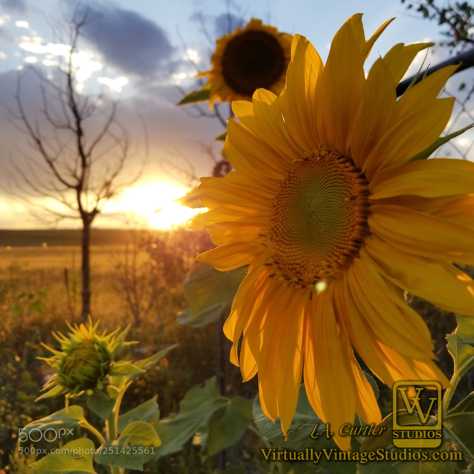 Samsung Galaxy S8 sample photo. Sunflower sunset photography