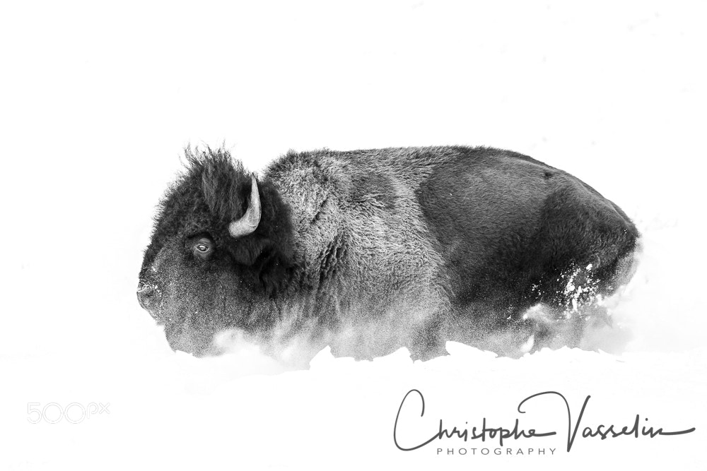 Canon EOS-1D X sample photo. Bison running in the photography
