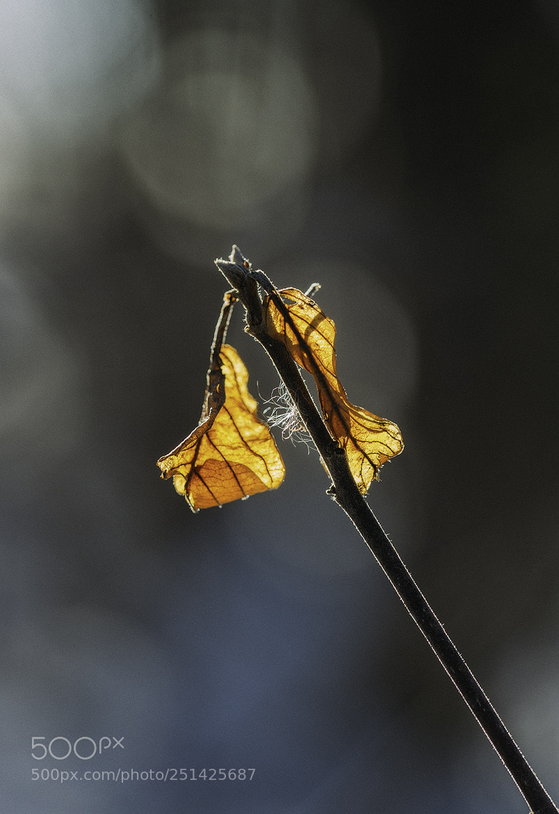 Nikon D600 sample photo. 180330 photography