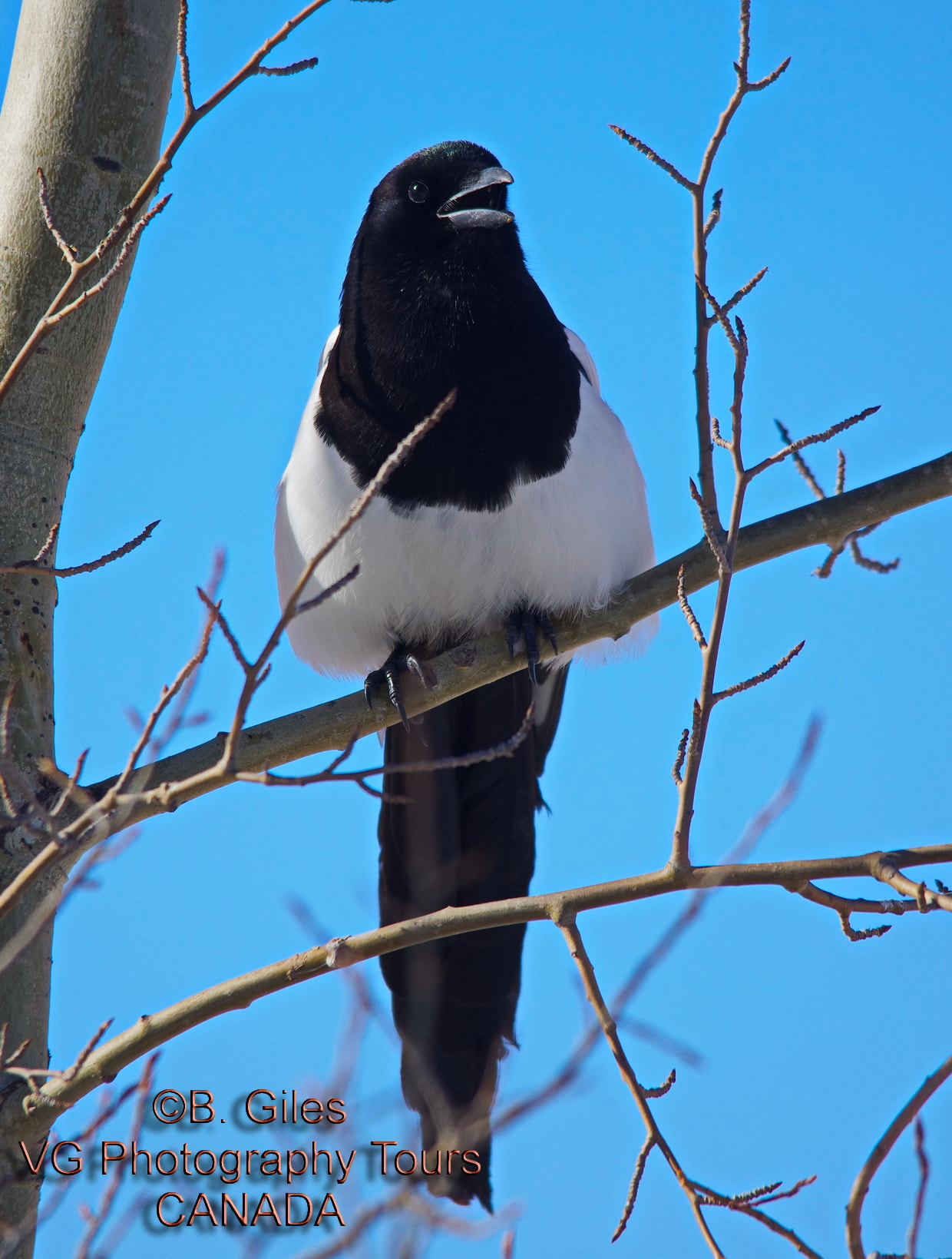 Sigma 150-500mm F5-6.3 DG OS HSM sample photo. Spring is in the air photography