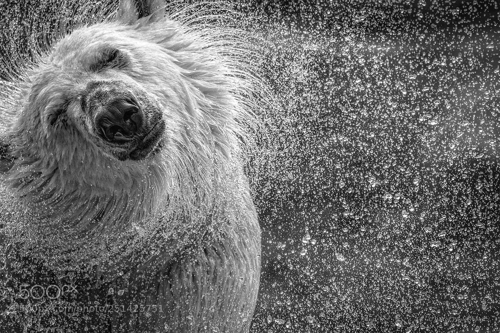 Nikon D500 sample photo. Shake a little polar photography