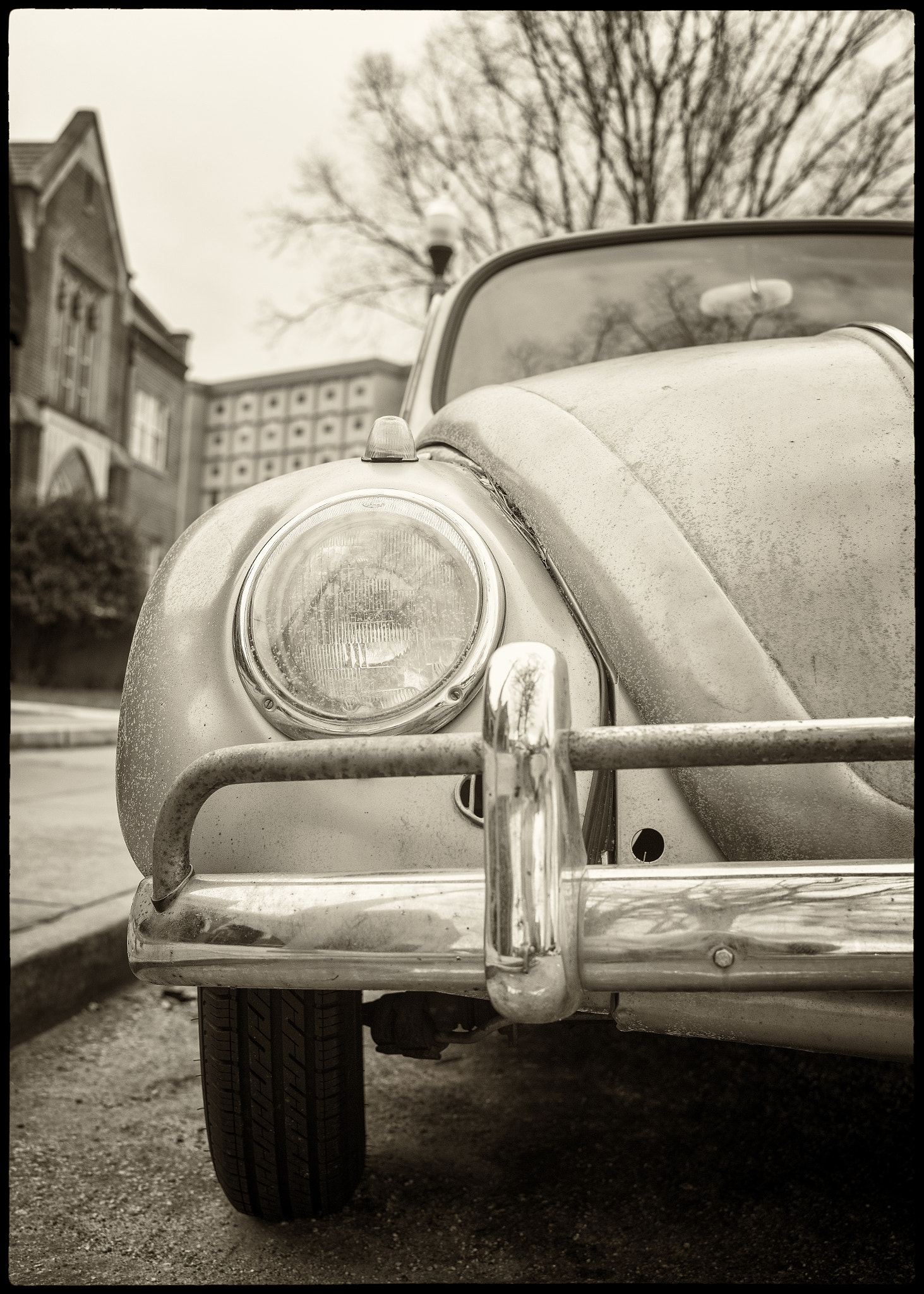 Leica M Monochrom (Typ 246) sample photo. Just a beetle photography