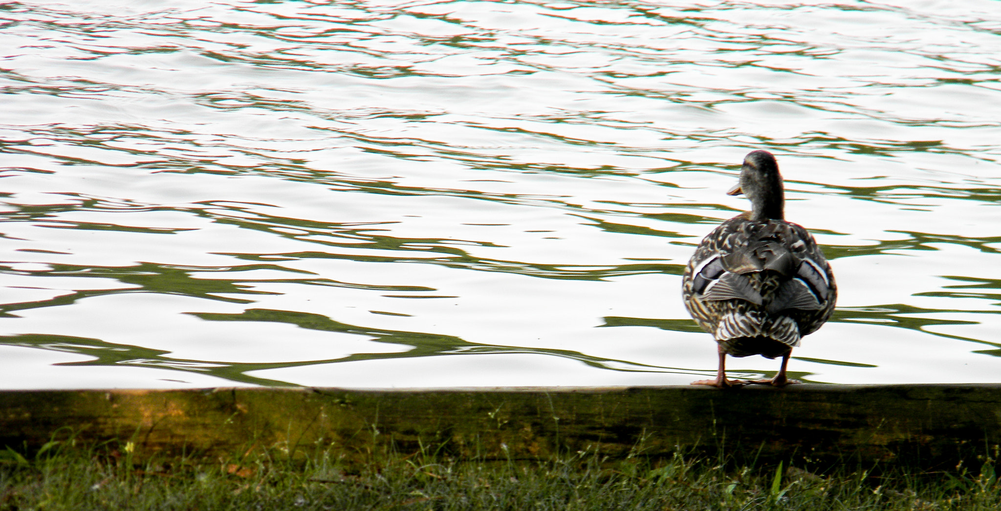 Nikon COOLPIX L105 sample photo. Duck photography