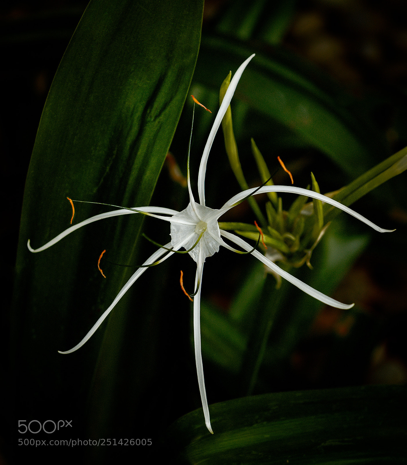 Canon EOS-1D X Mark II sample photo. Star orchid photography