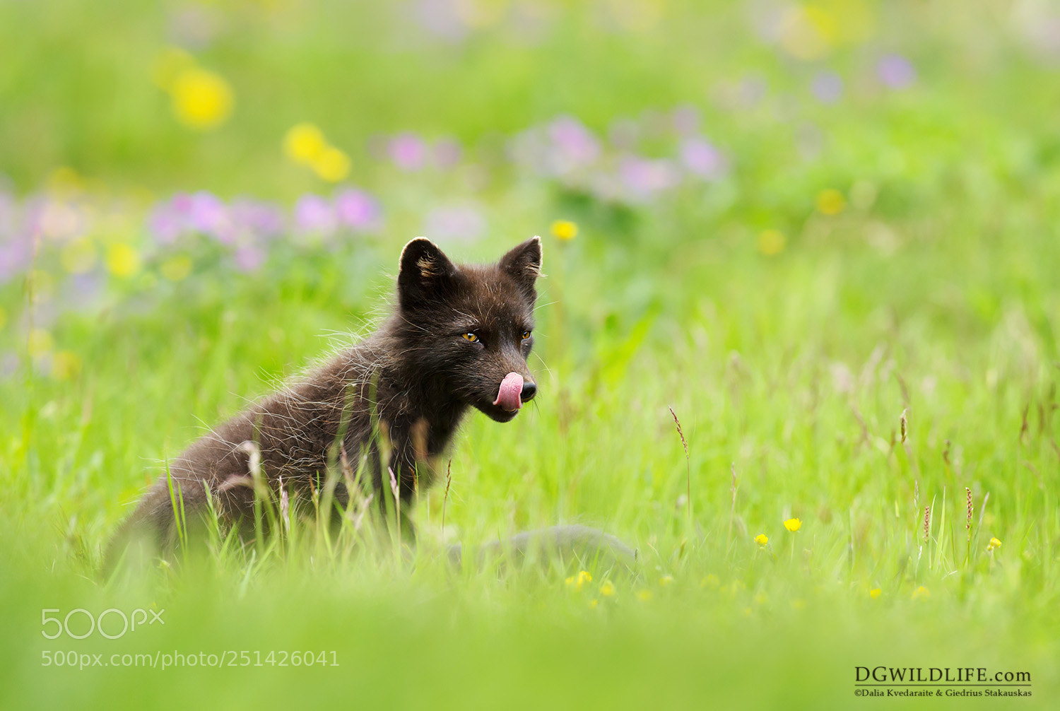 Canon EOS-1D X sample photo. Arctic fox in summer photography