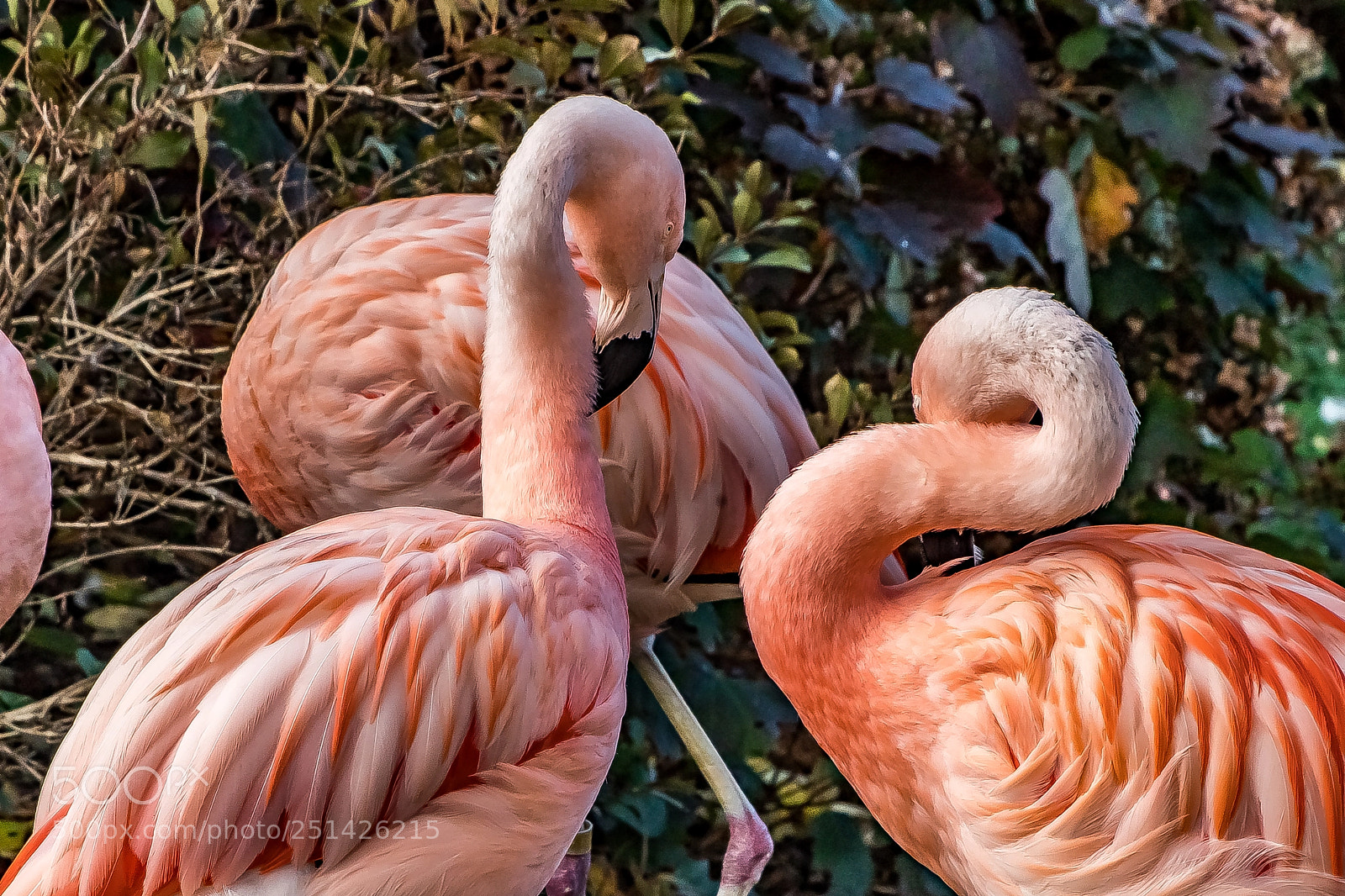 Sony a9 sample photo. Standing pat photography