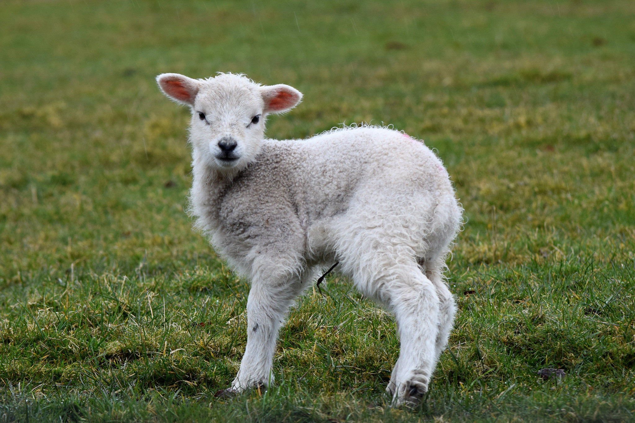 Nikon D5300 sample photo. Spring lambs.... photography