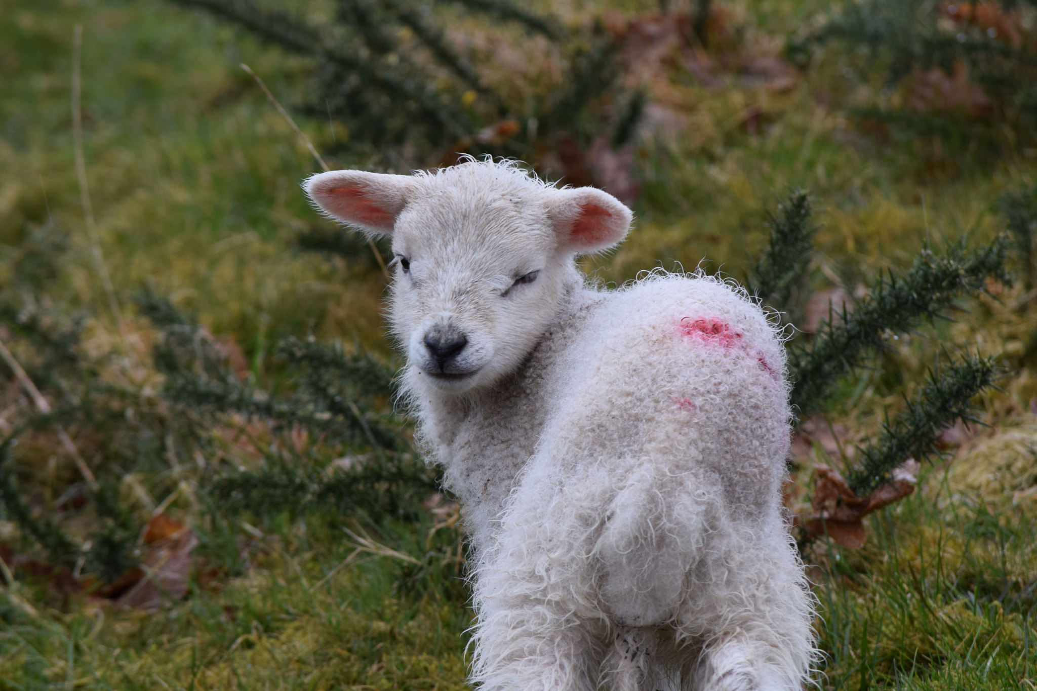 Nikon D5300 sample photo. Spring lambs.... photography