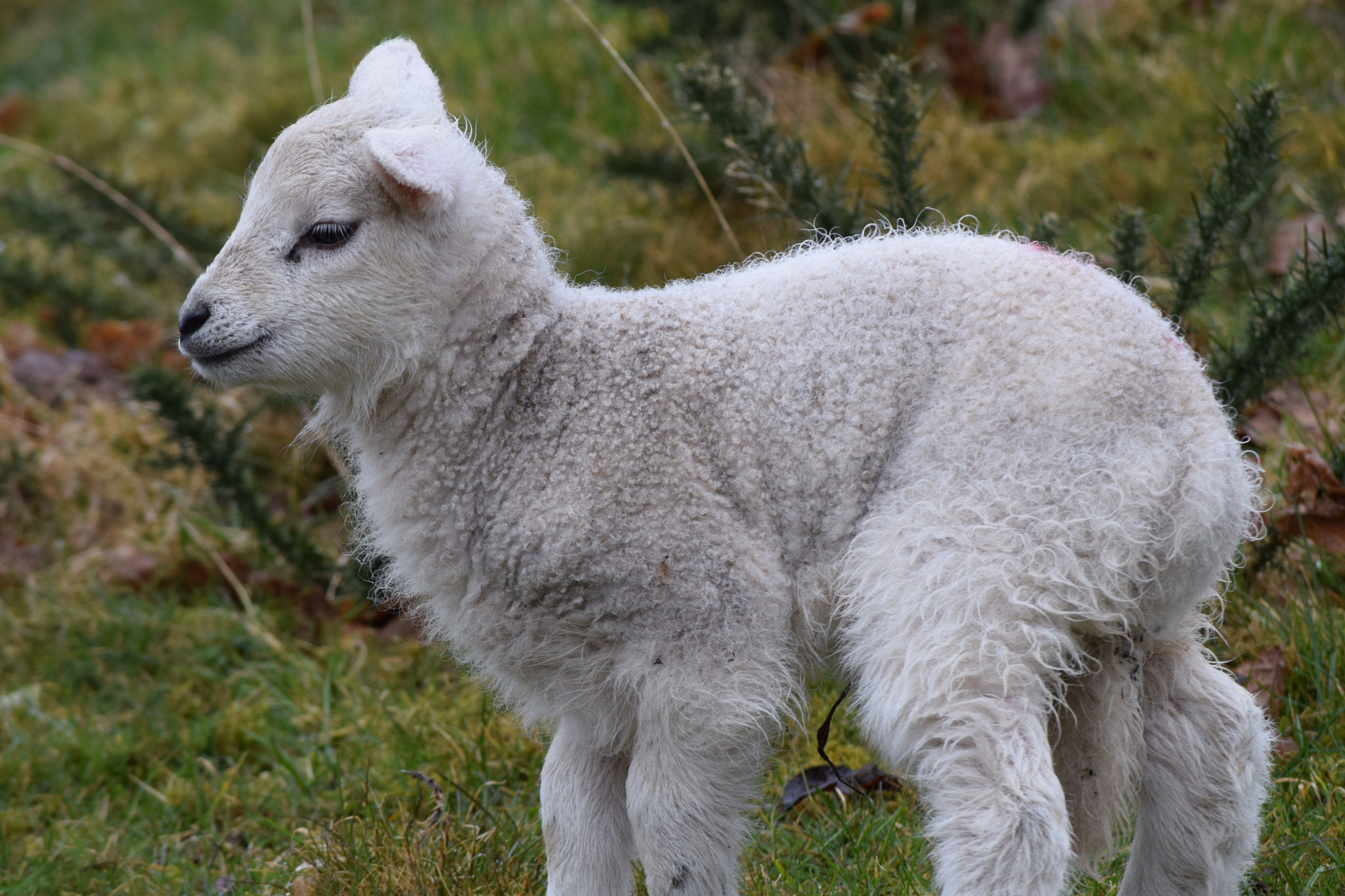 Nikon D5300 sample photo. Spring lambs.... photography