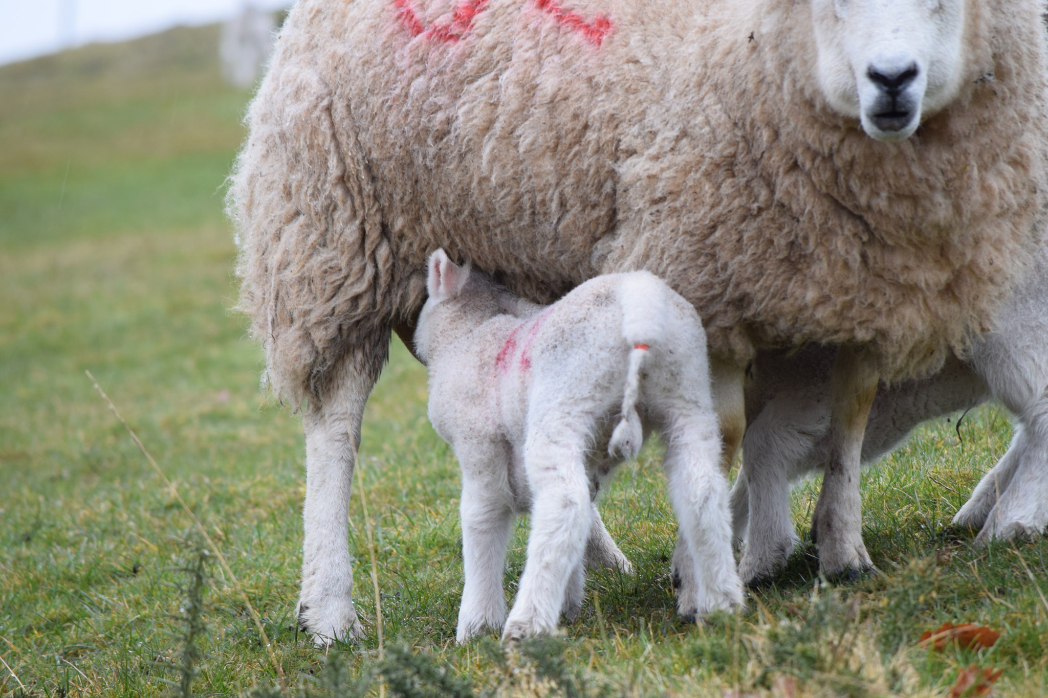 Nikon D5300 sample photo. Spring lambs.... photography