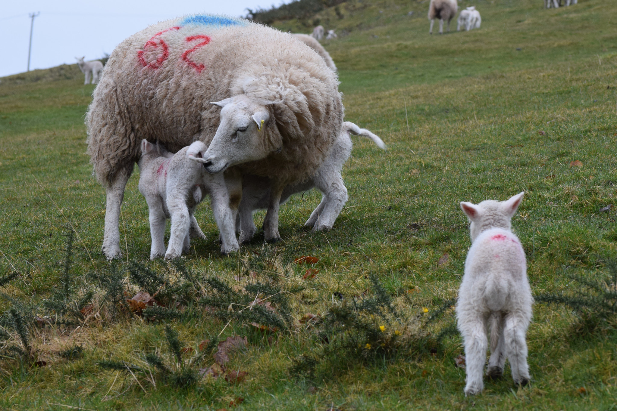 Nikon D5300 sample photo. Spring lambs.... photography
