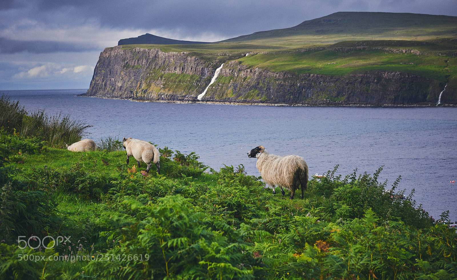 Nikon D800 sample photo. Highlands sheep photography