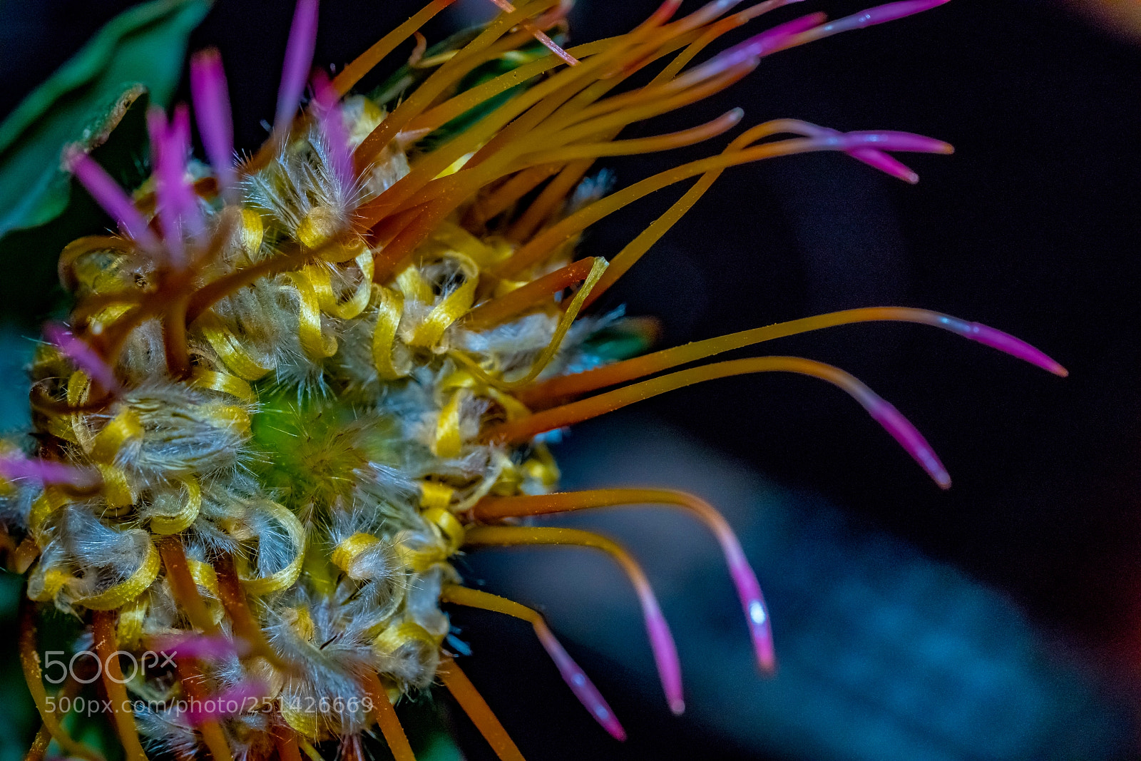 Sony a7R II sample photo. Pin cushion crescendo photography