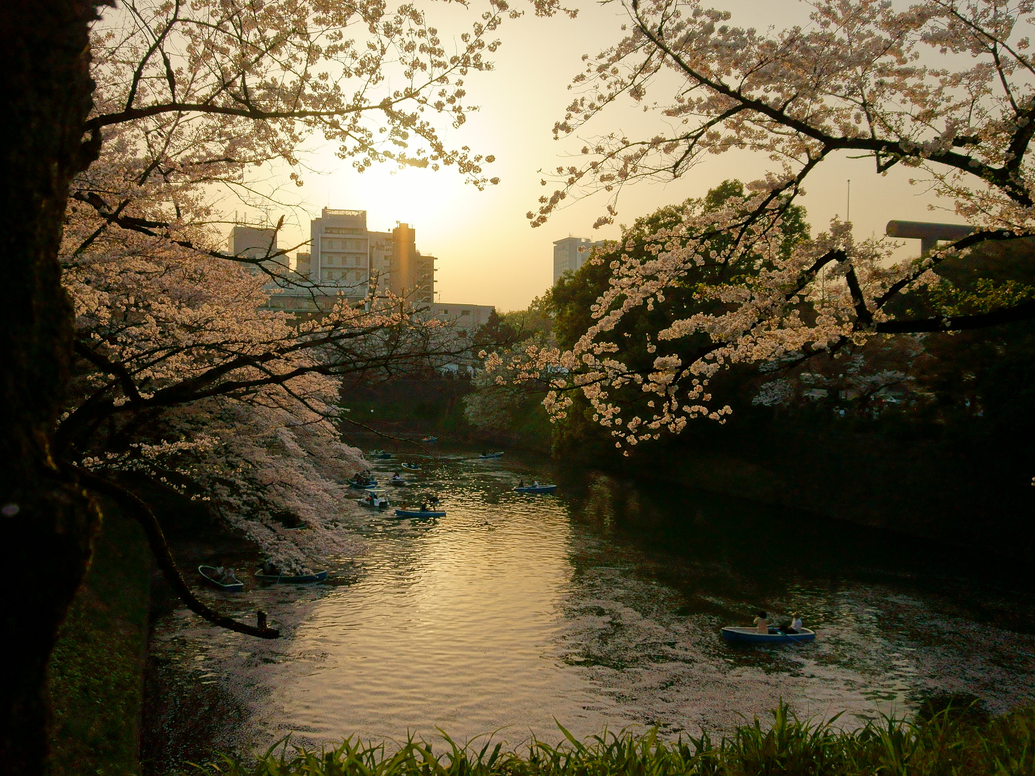 Sony Alpha QX1 sample photo. Sunset w/ cherry blossoms photography