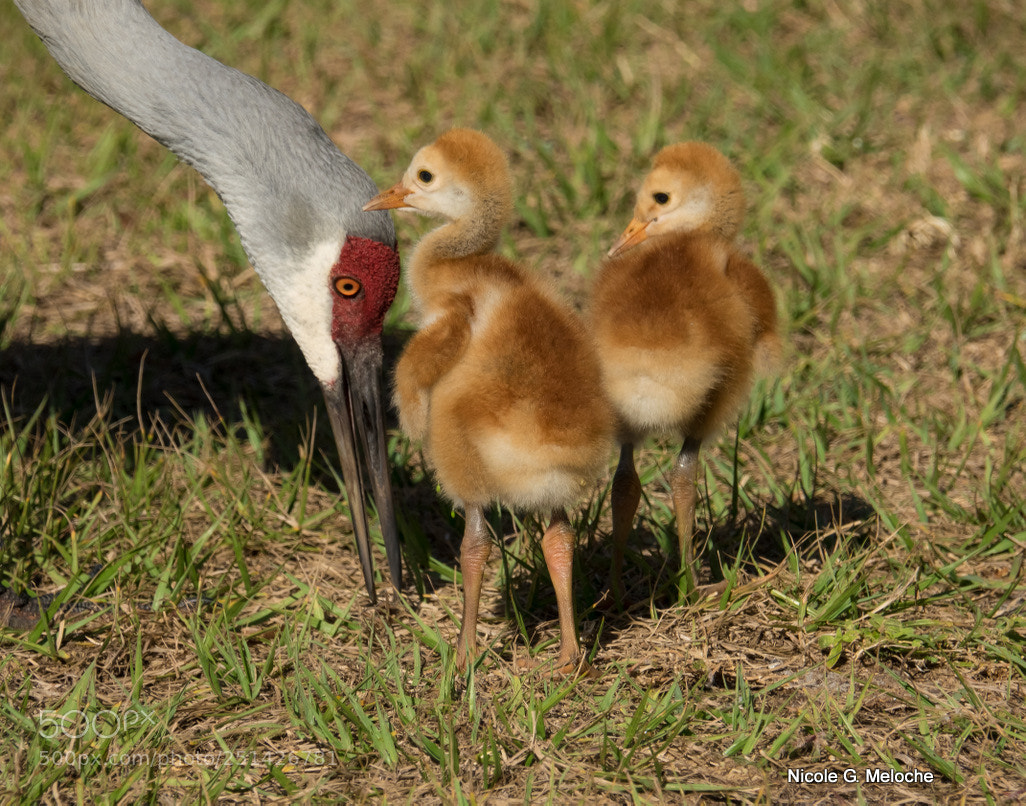 Sony Cyber-shot DSC-RX10 III sample photo. Sandhill crane parent and photography