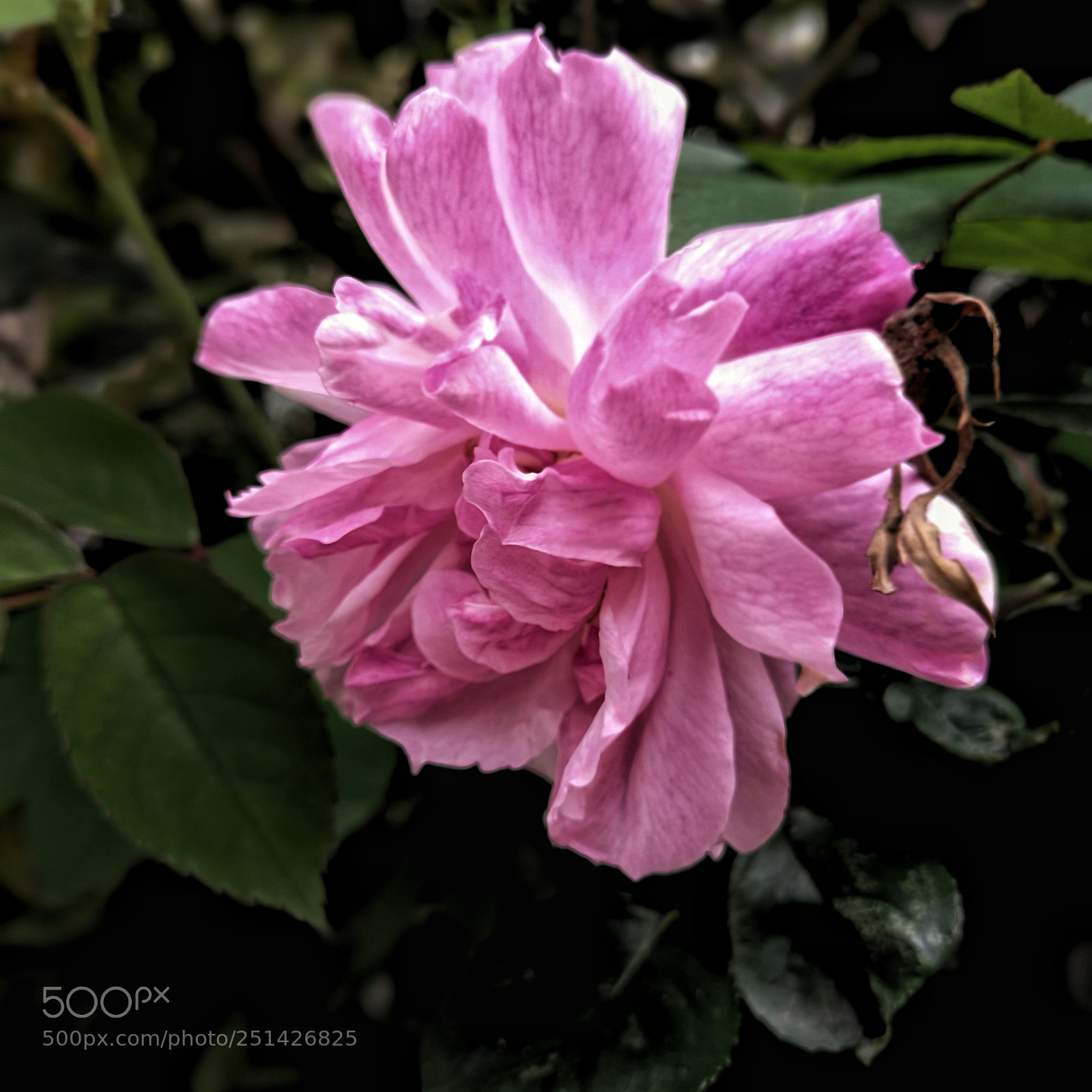 HUAWEI P10 Plus sample photo. Every flower is a photography