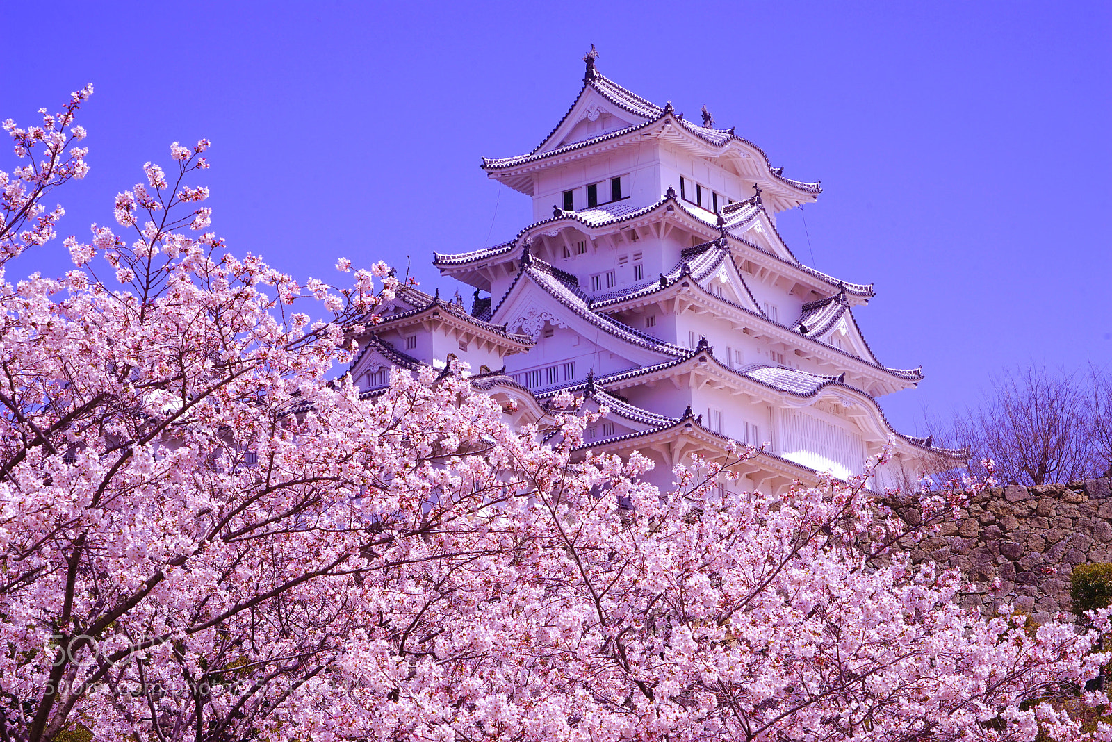 Sony a7R sample photo. Pink himeji photography