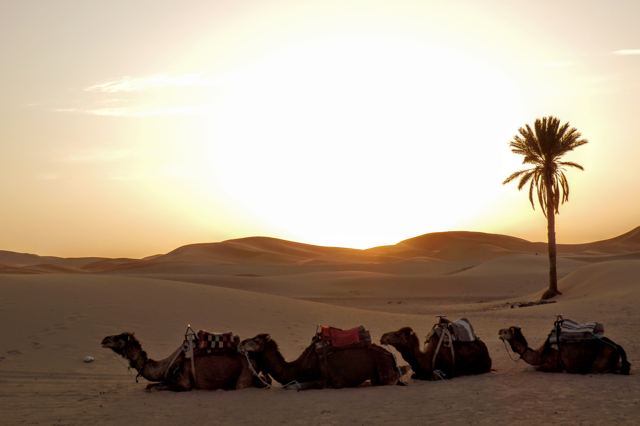 Olympus SZ-31MR sample photo. Camel trip photography