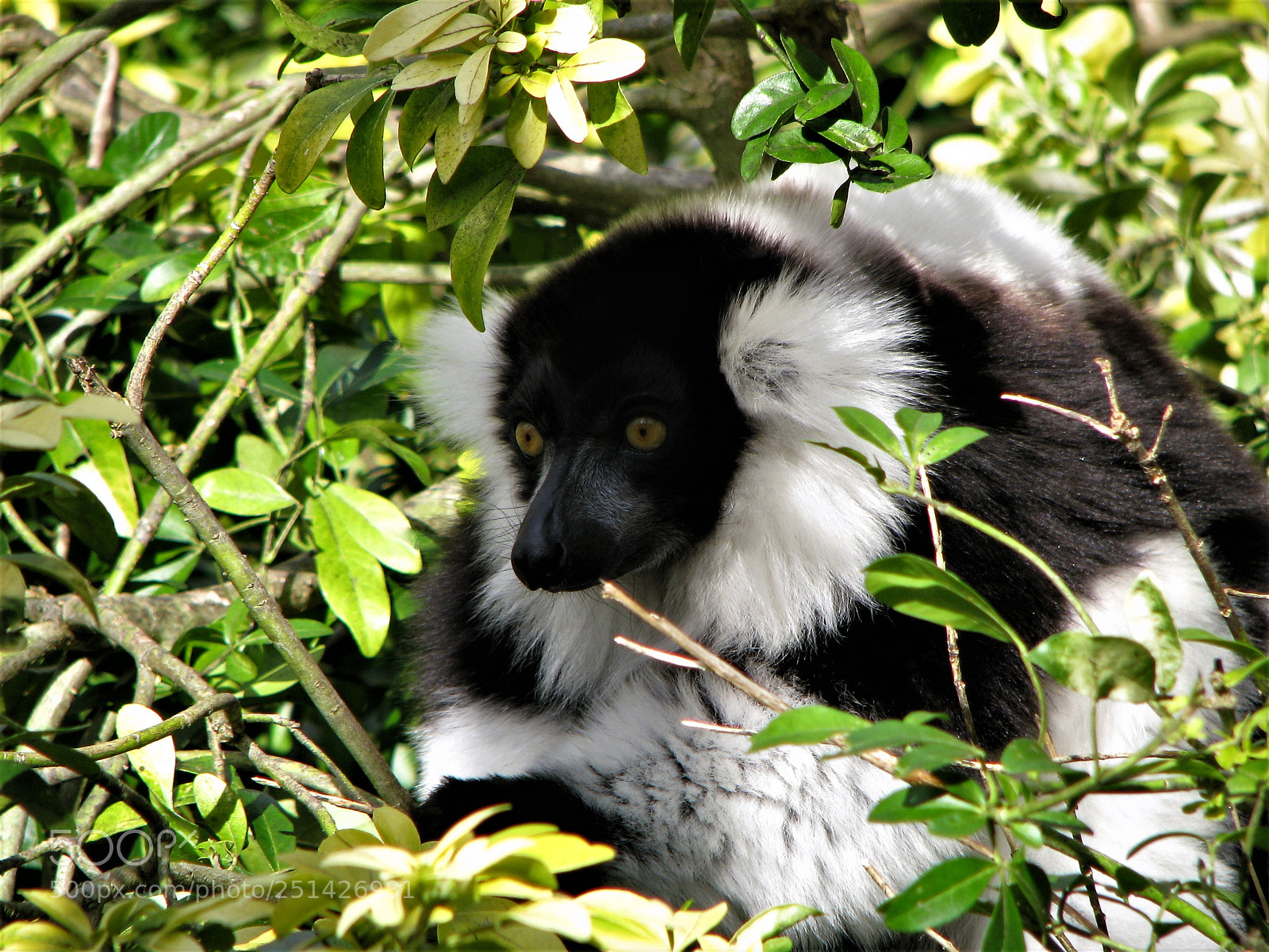 Canon POWERSHOT S5 IS sample photo. Lemur photography