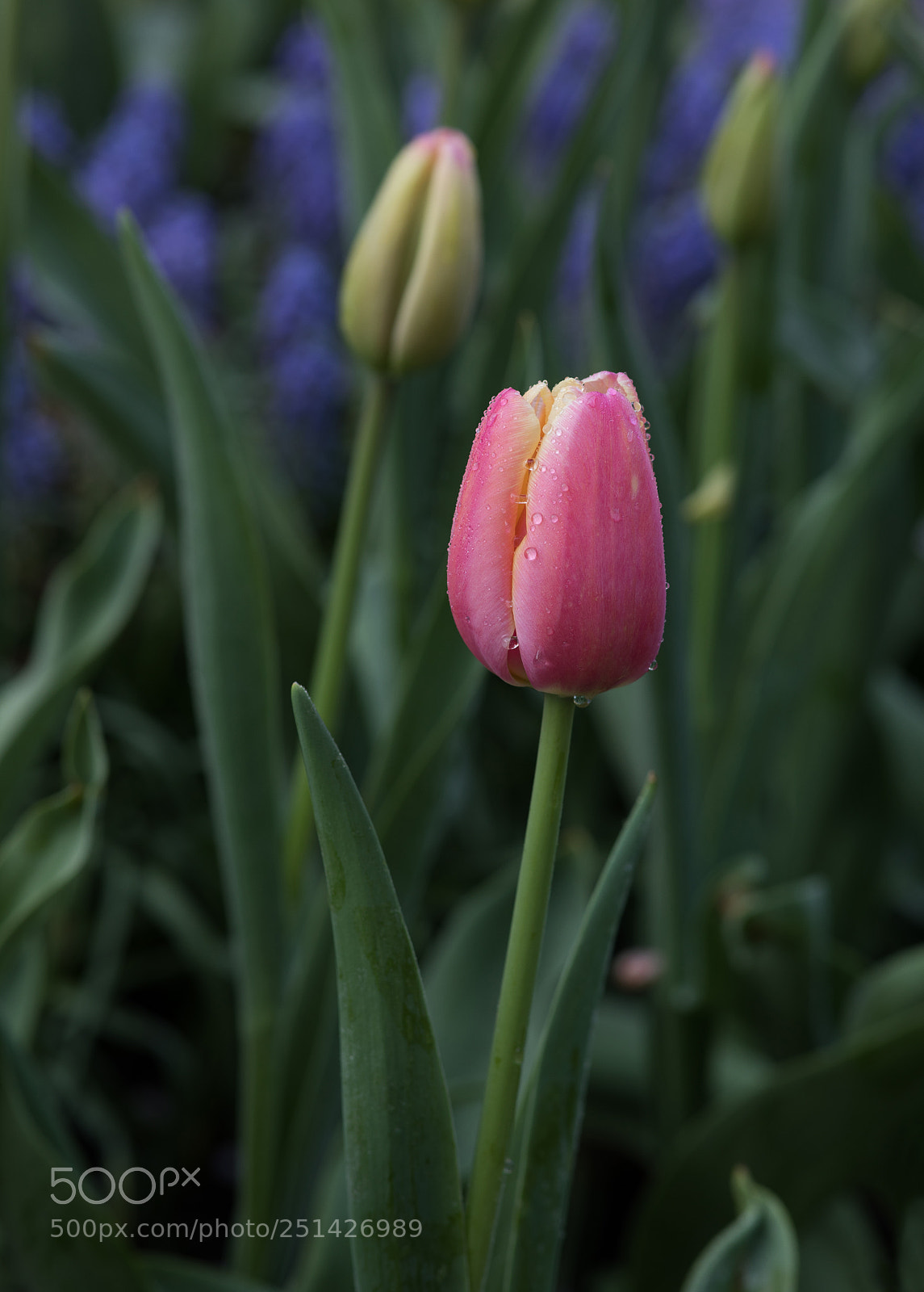 Canon EOS 5D Mark IV sample photo. Untitled photography