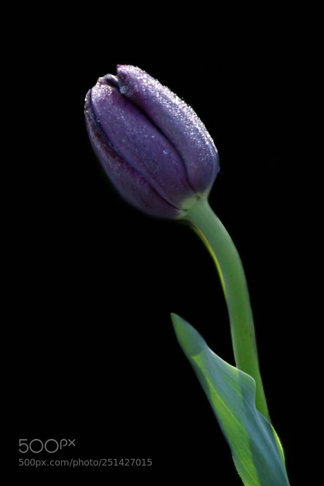 Nikon D5500 sample photo. Tulip4 photography