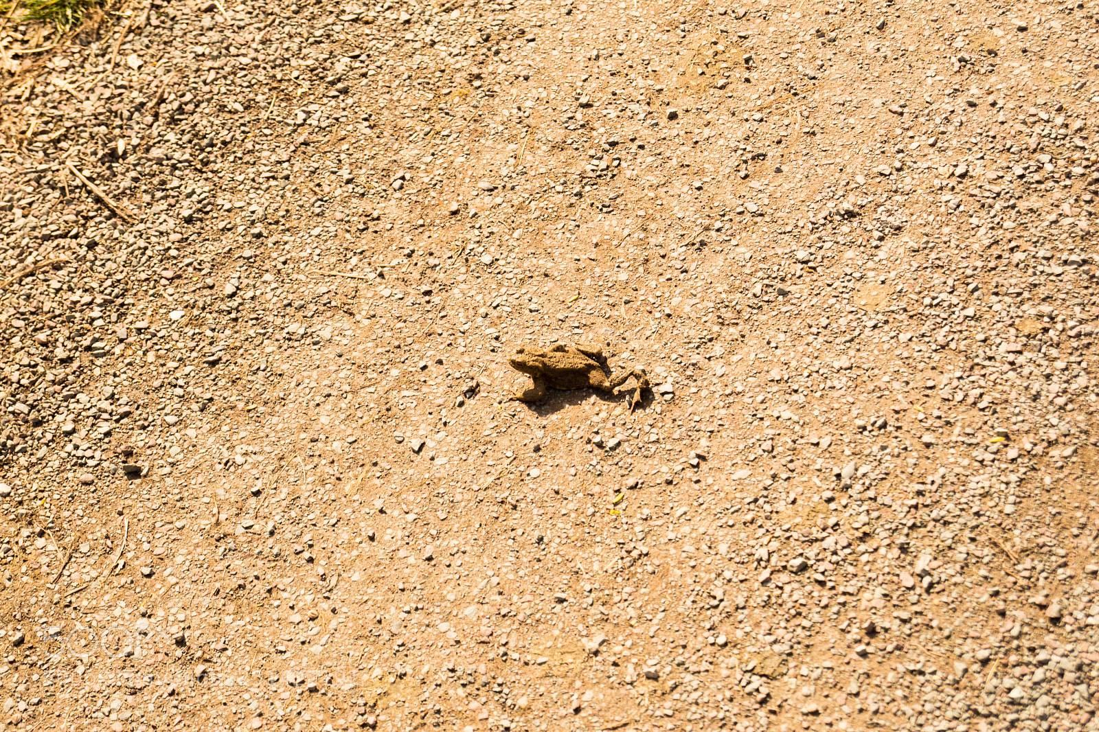 Sony SLT-A68 sample photo. Ein frosch l uft photography