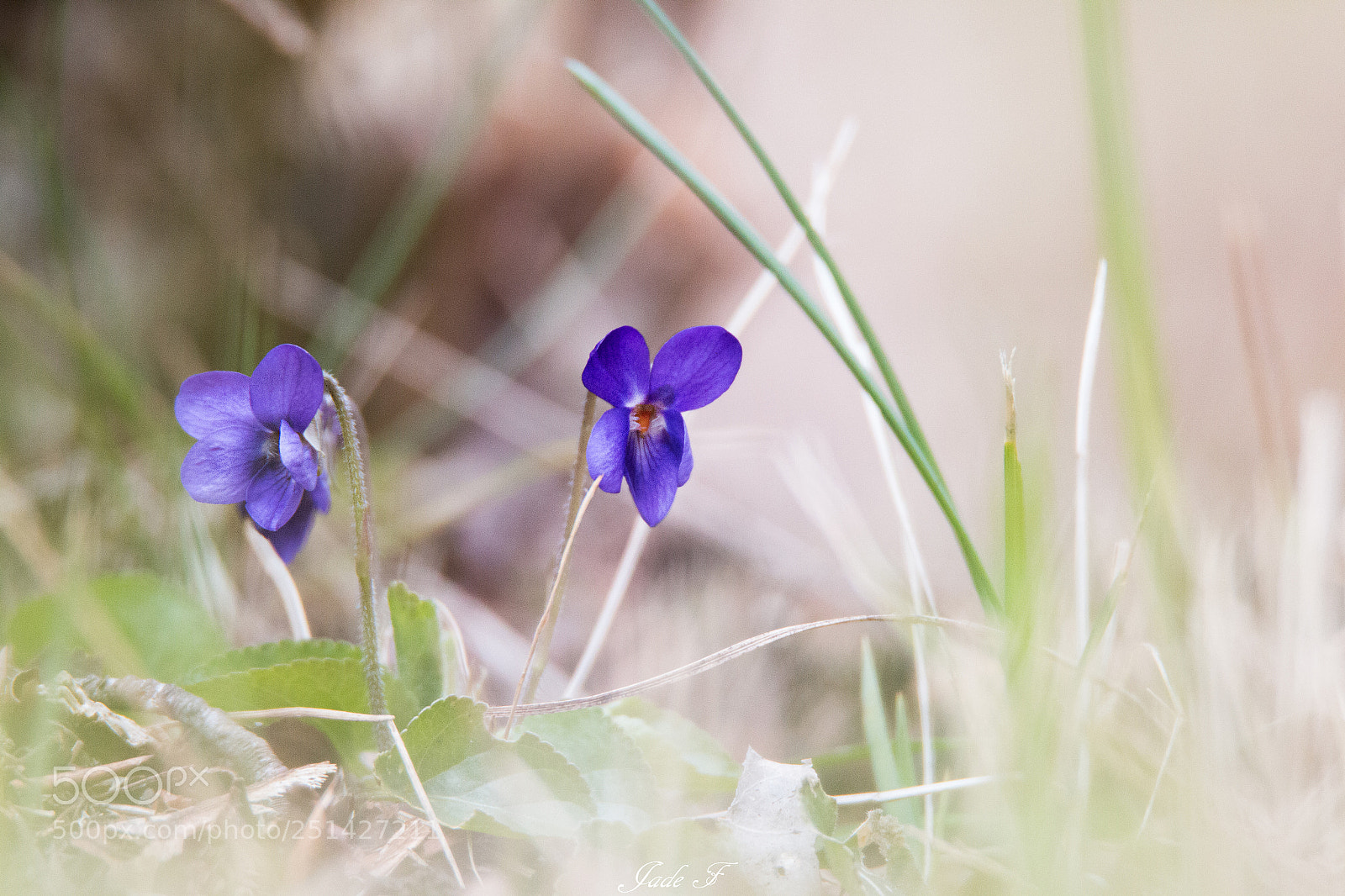 Canon EOS 70D sample photo. Violette photography