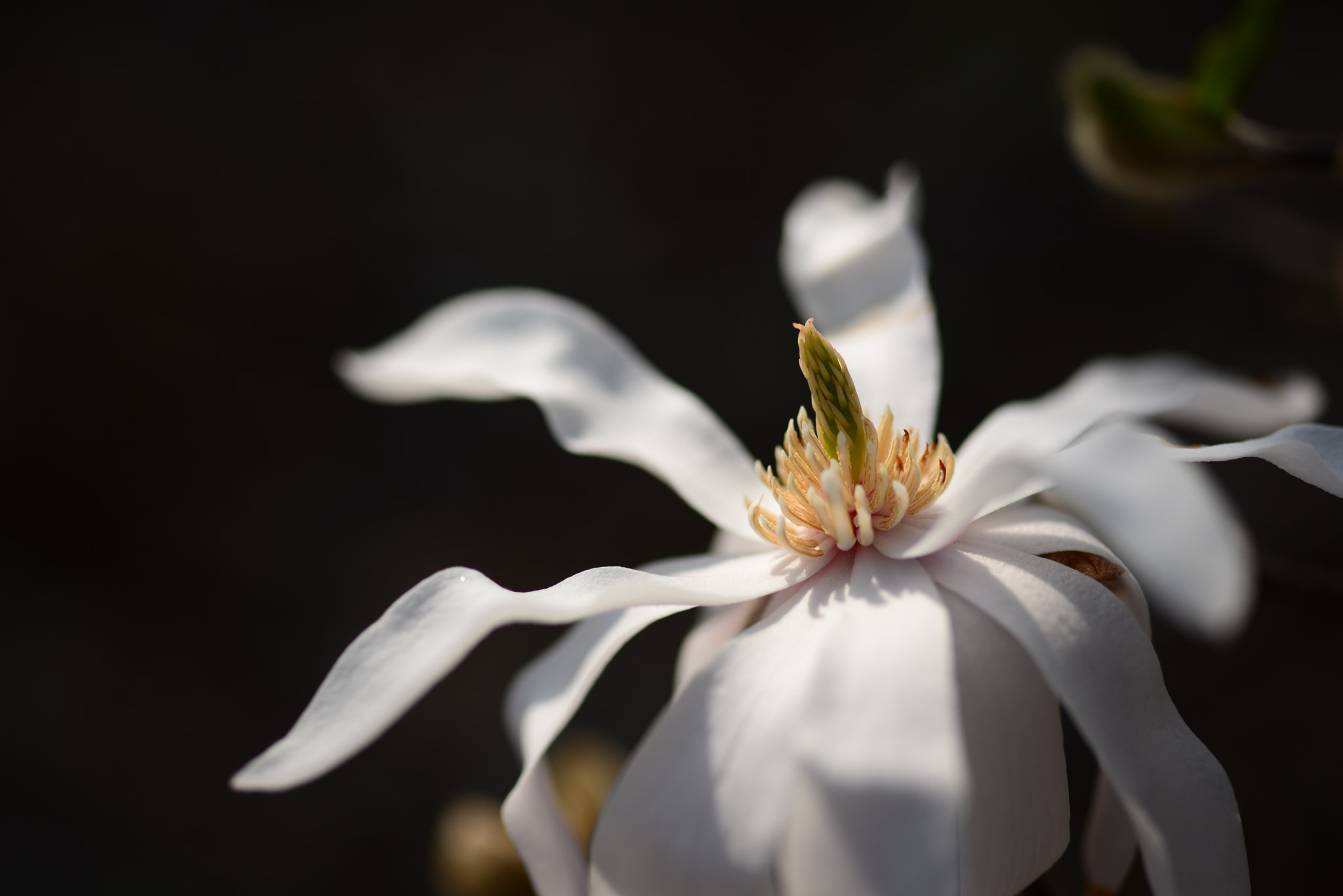 ZEISS Makro-Planar T* 100mm F2 sample photo. Dsc photography