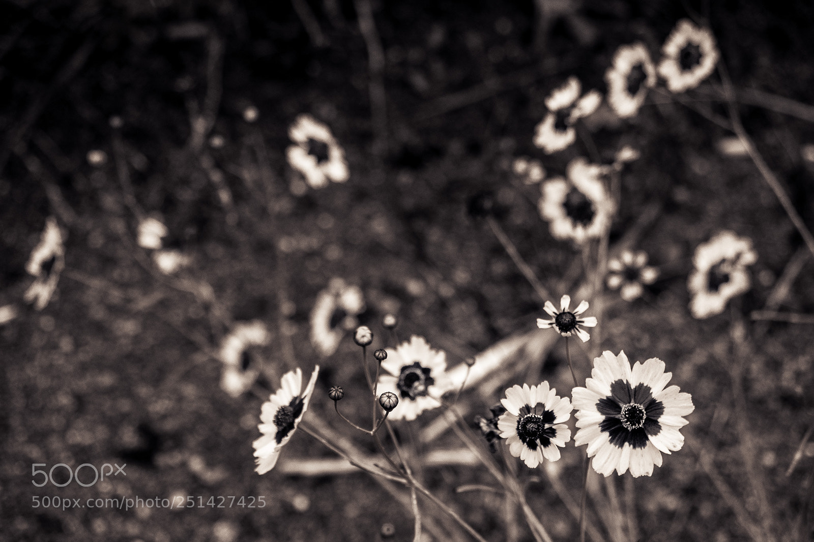 Olympus OM-D E-M10 II sample photo. Fundyflowers photography