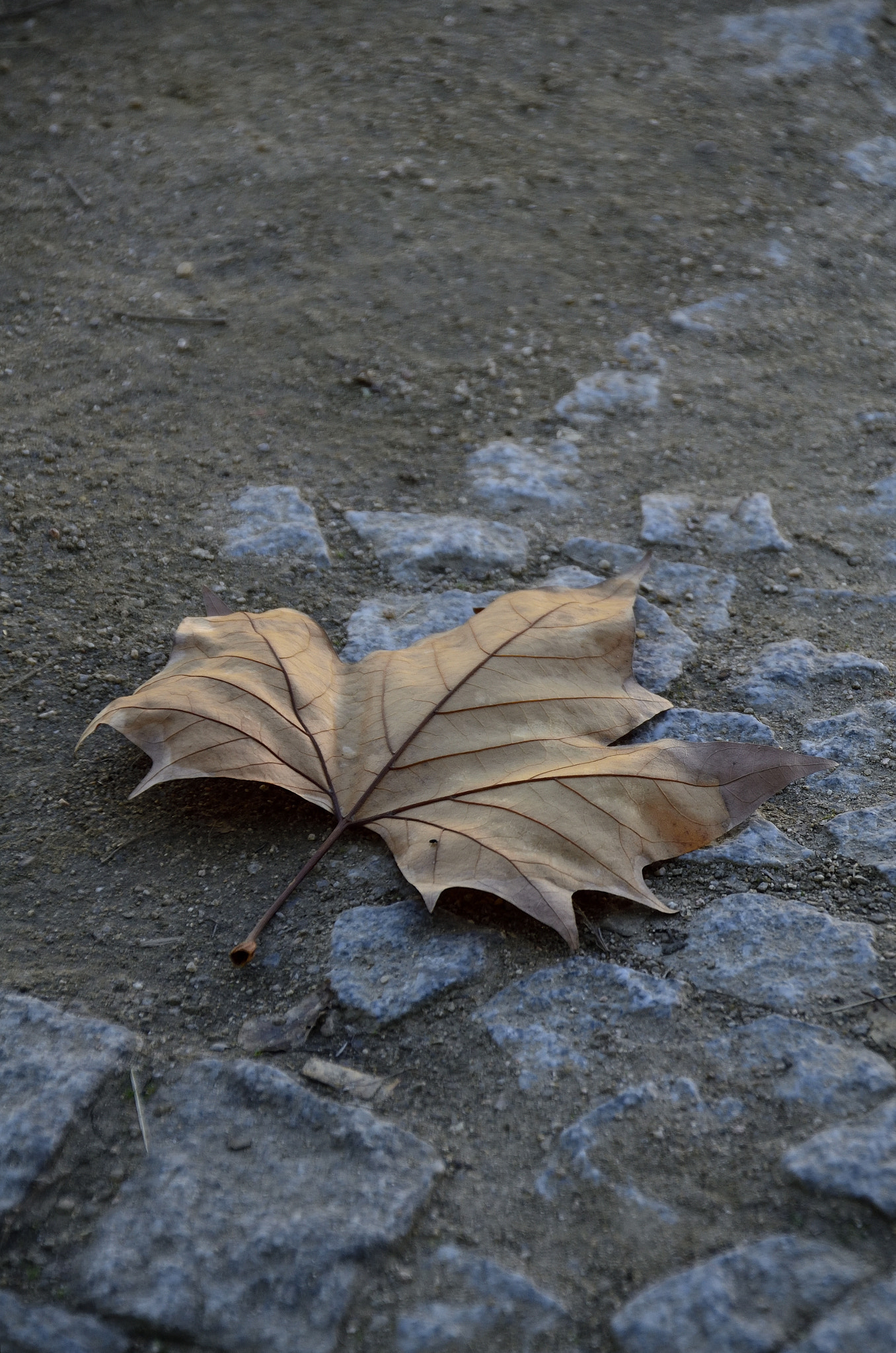 Nikon D7000 sample photo. Passeio por Évora com rúben () photography