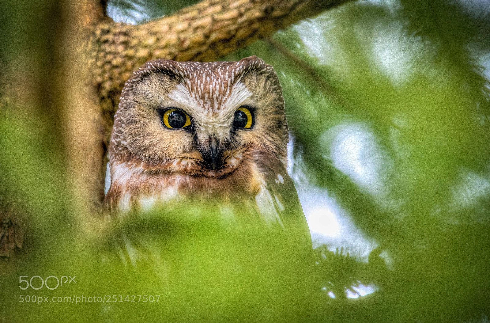 Nikon D7200 sample photo. A small owl with photography