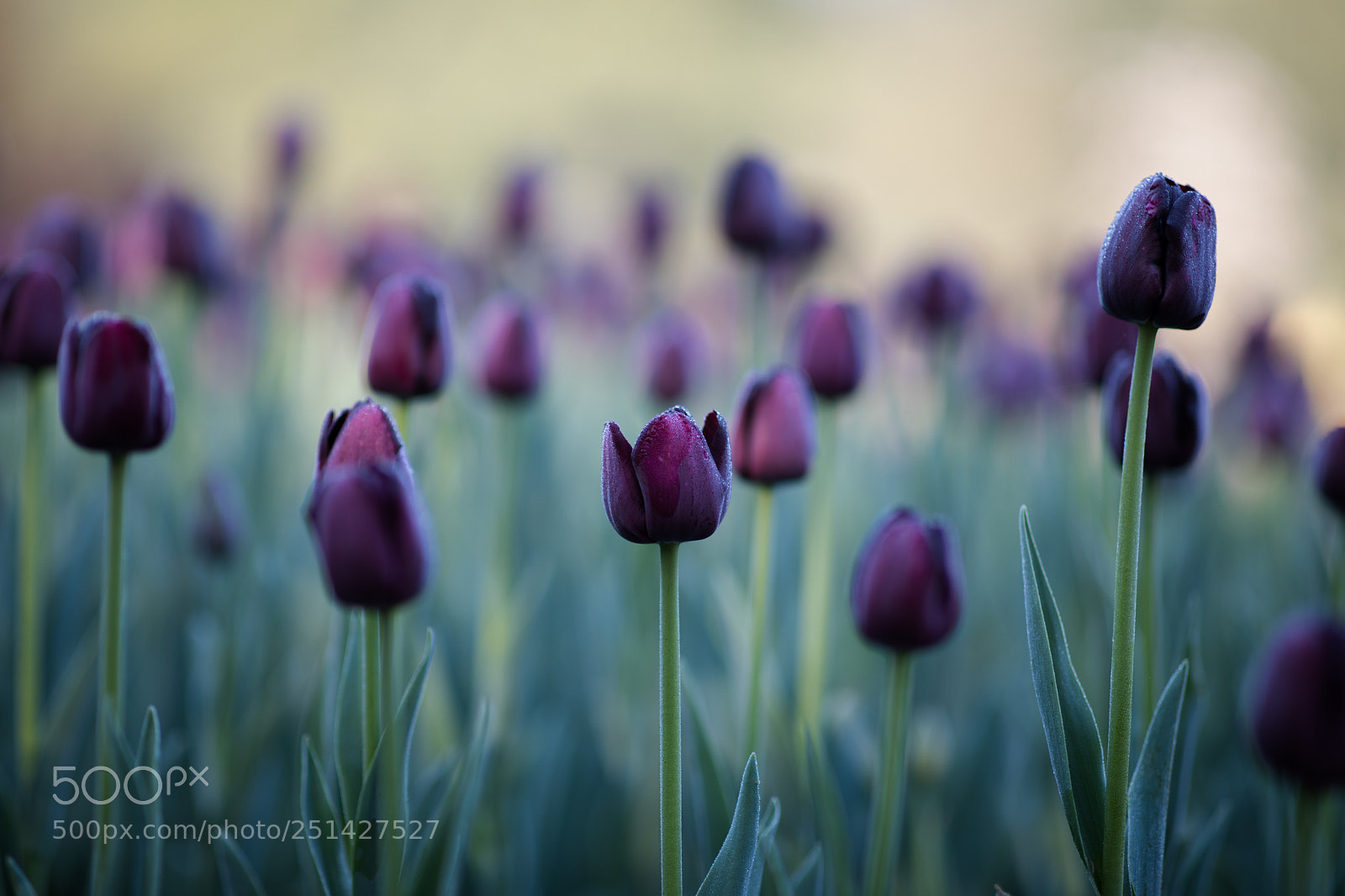Canon EOS 5D Mark IV sample photo. Untitled photography
