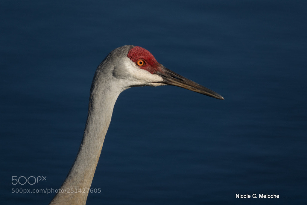Sony Cyber-shot DSC-RX10 III sample photo. Sandhill crane portrait photography