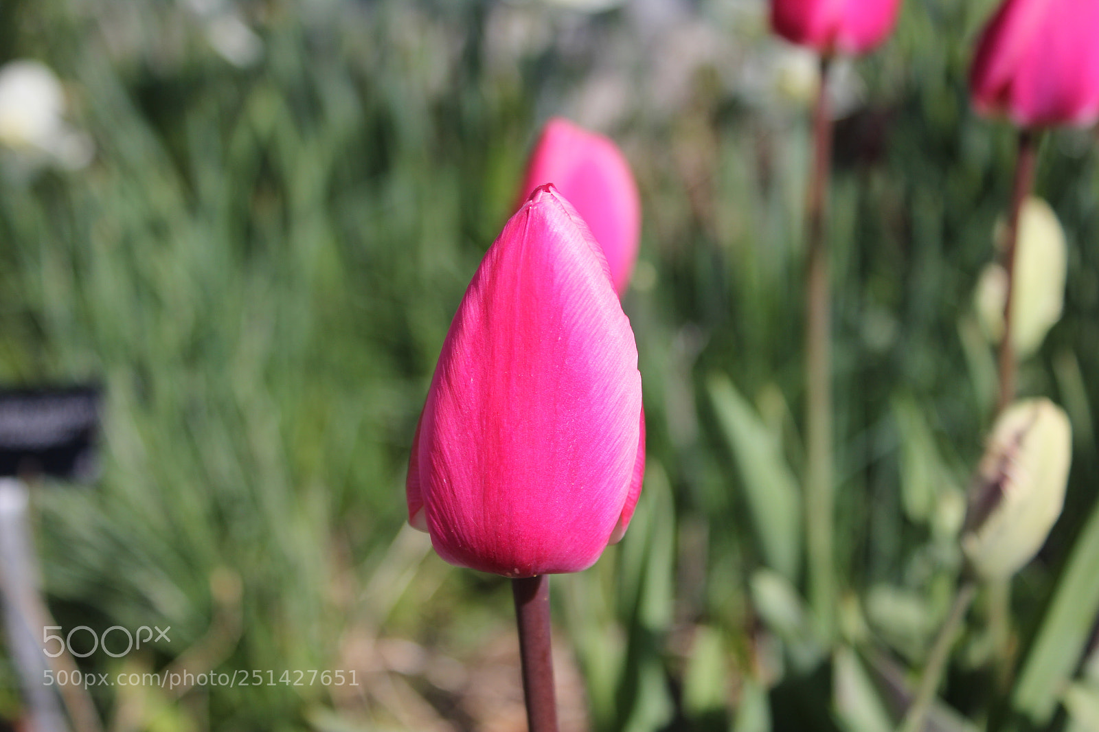 Canon EOS 550D (EOS Rebel T2i / EOS Kiss X4) sample photo. Tulips edward's garden, toronto photography