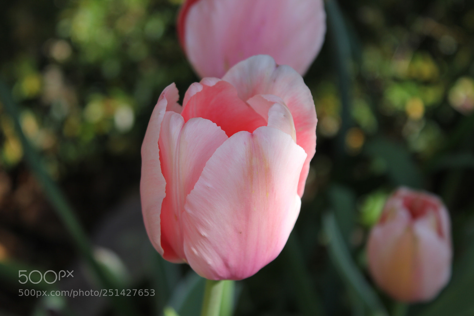 Canon EOS 550D (EOS Rebel T2i / EOS Kiss X4) sample photo. Tulips edward's garden, toronto photography