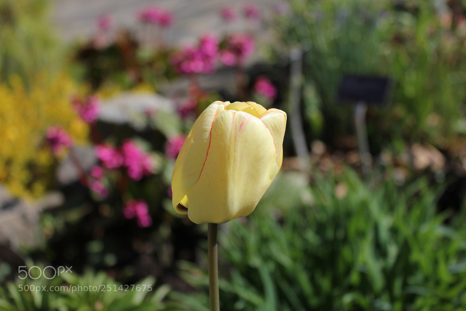 Canon EOS 550D (EOS Rebel T2i / EOS Kiss X4) sample photo. Tulips edward's garden, toronto photography
